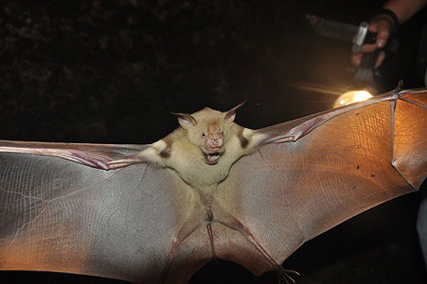Fruit bat of Gabon - Photo R. Oslisly