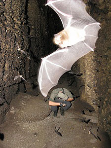 Close up of a bat in Dinguembou Cave, Gabon