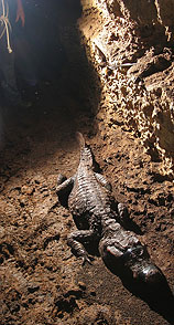 Unique: a crocodile living in the caves of Gabon!